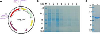 Characterization and Heterologous Expression of UDP-Glucose 4-Epimerase From a Hericium erinaceus Mutant with High Polysaccharide Production